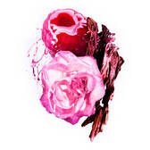 Macro shot of a juicy raspberry and a blooming pink rose with dark woody accents, representing the fruity-floral and woody notes of Angel Nova.