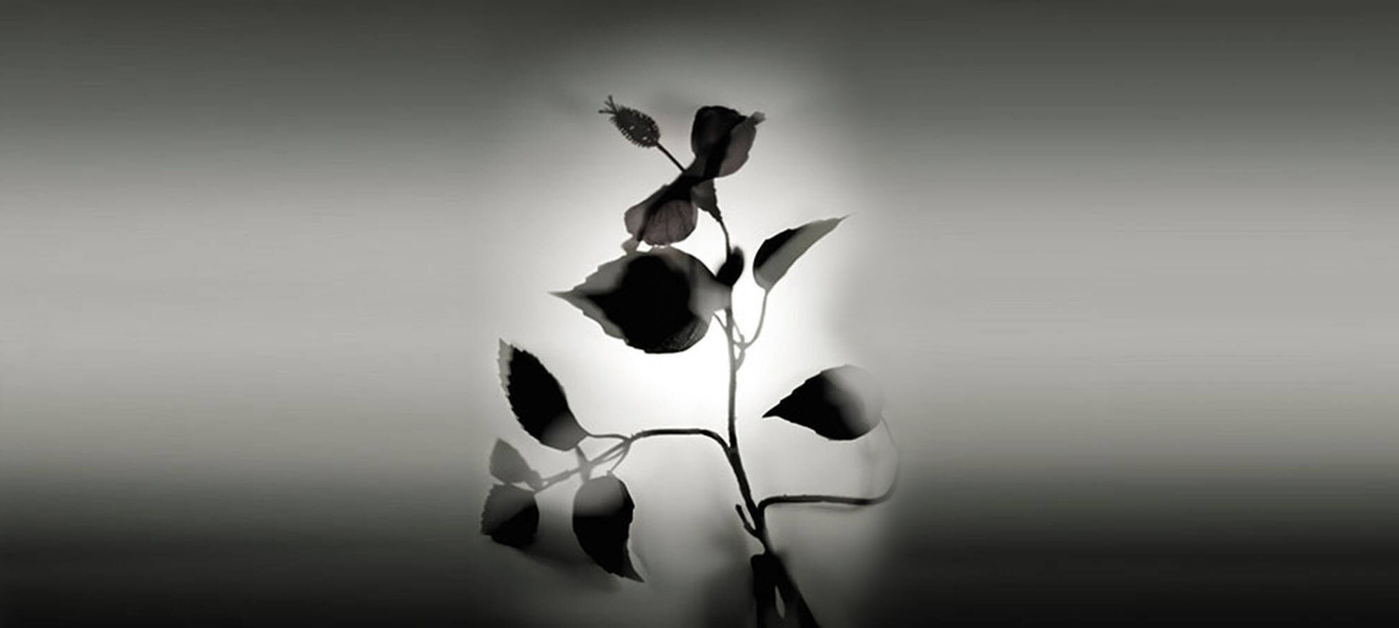 Silhoutte of a patchouli plant