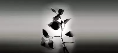 Silhoutte of a patchouli plant
