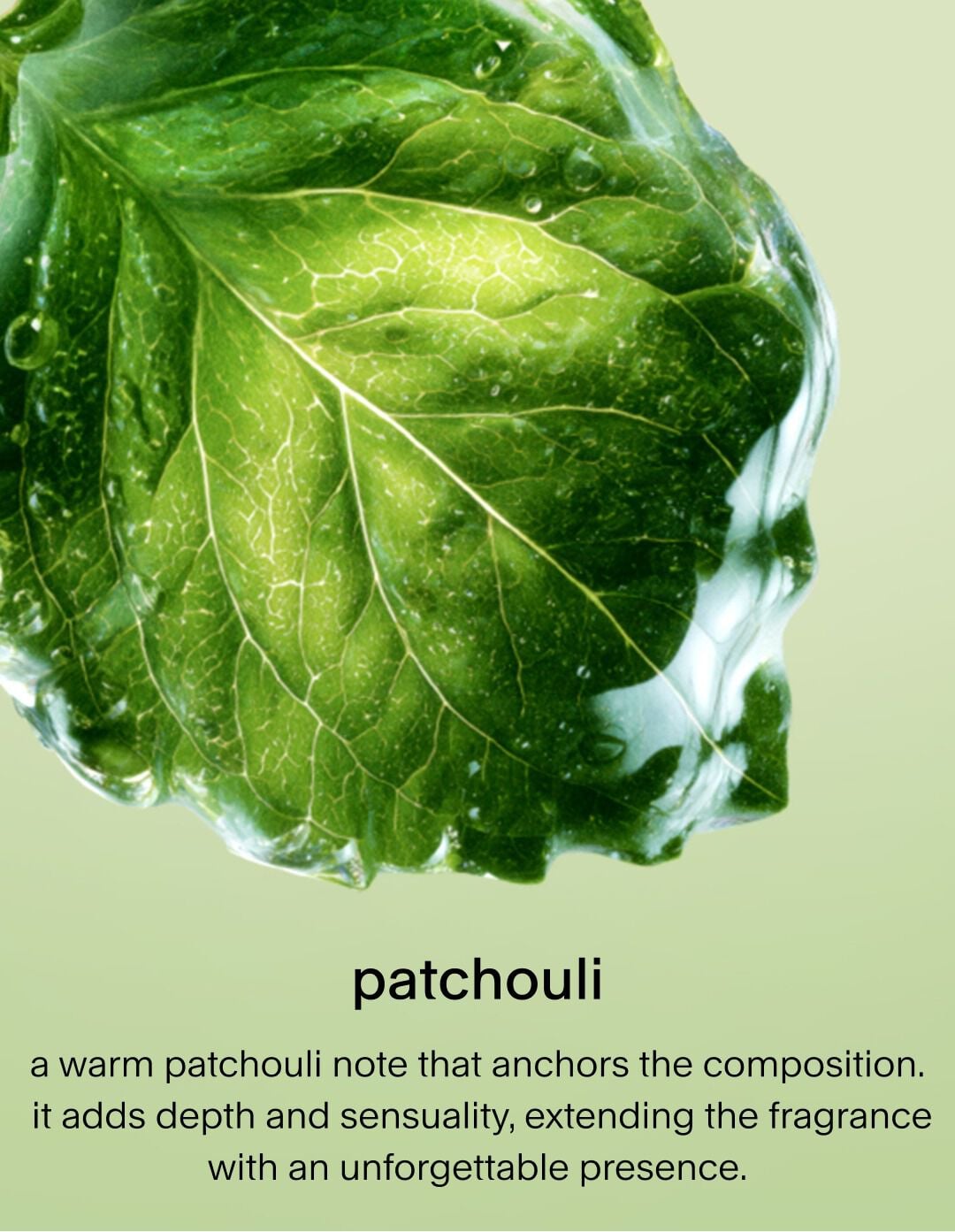 A close-up of a fresh, green patchouli leaf glistening against a soft green background. The text describes it as a warm note that anchors the composition, adding depth and sensuality for an unforgettable presence.
